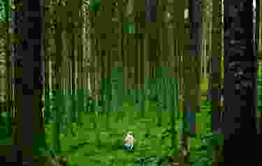 forest