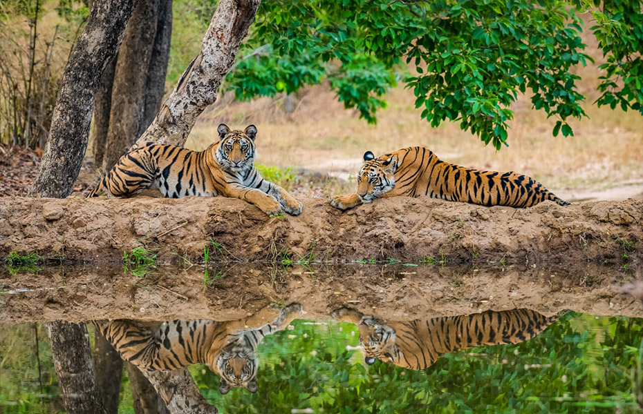 Kanha Tiger Reserve Kanha Tiger Reserve