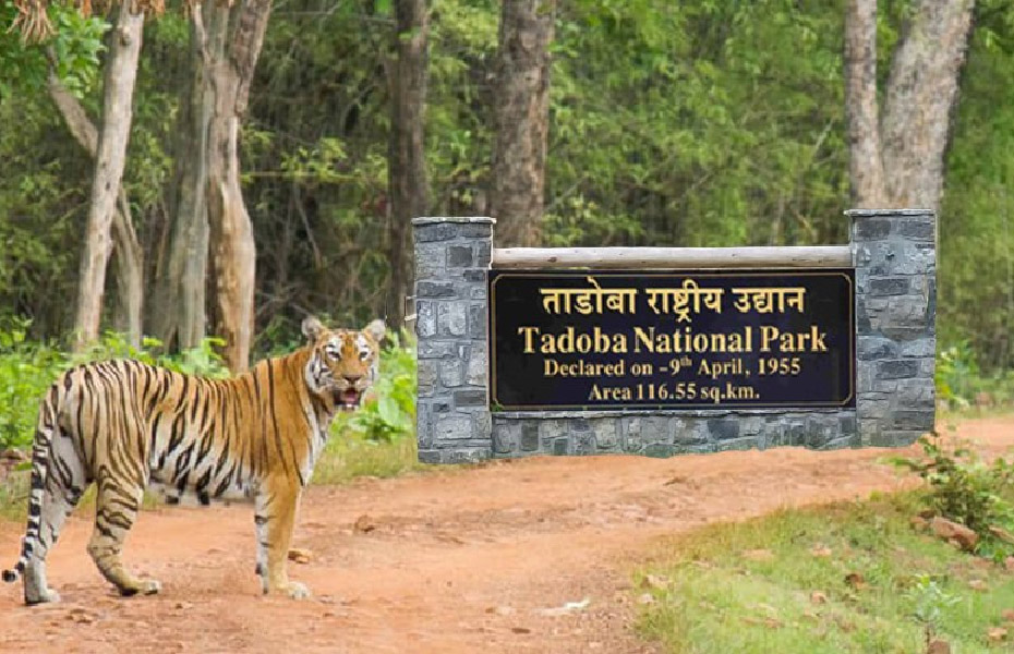 Tadoba National Park Tadoba National Park