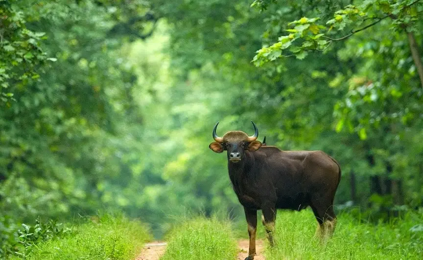 Nagzira Wildlife Sanctuary